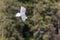 seagull gliding down near forest prepared to land