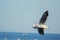 Seagull is gliding over the sea.