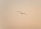 Seagull gliding with sunset sky background