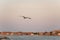 Seagull gliding with sunset sky and Venice, Italy on background