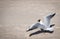 Seagull are going to fly - shadow of wings on sand