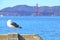 Seagull with Golden Gate Bridge and San Francisco in the background