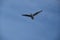 A Seagull Gracefully Diving in the blue sky