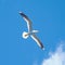 Seagull gracefully flying amidst the vast expanse of blue sky