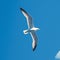 Seagull gracefully flying amidst the vast expanse of blue sky