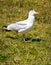 Seagull on Grass