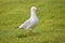 Seagull on grass