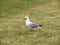 Seagull in the grass