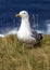 Seagull in the grass on a cliff, UK