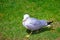 Seagull in the grass in Niagara Park at Niagara Falls