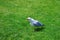 Seagull on the grass in Niagara Park at Niagara Falls