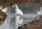 Seagull and great egret bird