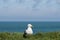 Seagull in the green grass