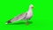 Seagull green screen 3D Renderings Animations