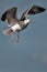 Seagull. Gull bird hovering against plain sky background.