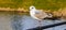 Seagull on handrail