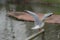 Seagull on handrail with wings open in position of raising flight.