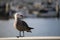 Seagull in harbor