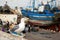 Seagull in the harbor in Morocco