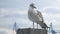 Seagull on a harbour pole