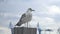 Seagull on a harbour pole