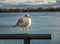 Seagull on Harbourfront - Toronto, Ontario, Canada