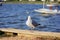 Seagull, Harvey Cedars