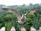 A Seagull has spread its wings like a fashion model on the catwalk at a fashion show!