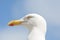 Seagull head with sky in background