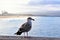 Seagull at Hermosa Beach California in Los Angeles County, California, United States