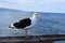 Seagull at Hermosa Beach California in Los Angeles County, California, United States
