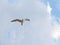 Seagull high in the blue sky with clouds