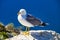 Seagull on high cliff in Calpe Spain. Birdwatching.