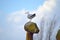 Seagull on a high vantage point against a beautiful sky
