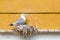 Seagull on his nest on the edge of a window of a yellow rorbu in