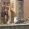 Seagull at historic center of the Croatian town of Zadar at the Mediterranean Sea, Europe