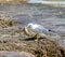 Seagull holding in its beak fresh caught Salema fish on rocky seashore