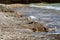 Seagull holding in its beak fresh caught Salema fish on rocky seashore