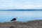 Seagull in Honeymoon Bay, Tasmania