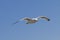 Seagull hover in clear blue sky