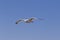 Seagull hover in clear blue sky