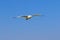 Seagull hover in clear blue sky