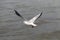 Seagull hover over deep blue sea.