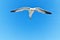 Seagull Hovering