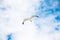 seagull hovering in blue sky with white clouds