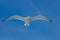 Seagull hovers in sky