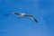 Seagull hovers in sky