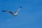 Seagull hovers in sky