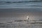 Seagull Hunting for Food at Low Tide