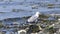 Seagull hunting for food swimming in Irish Sea UK